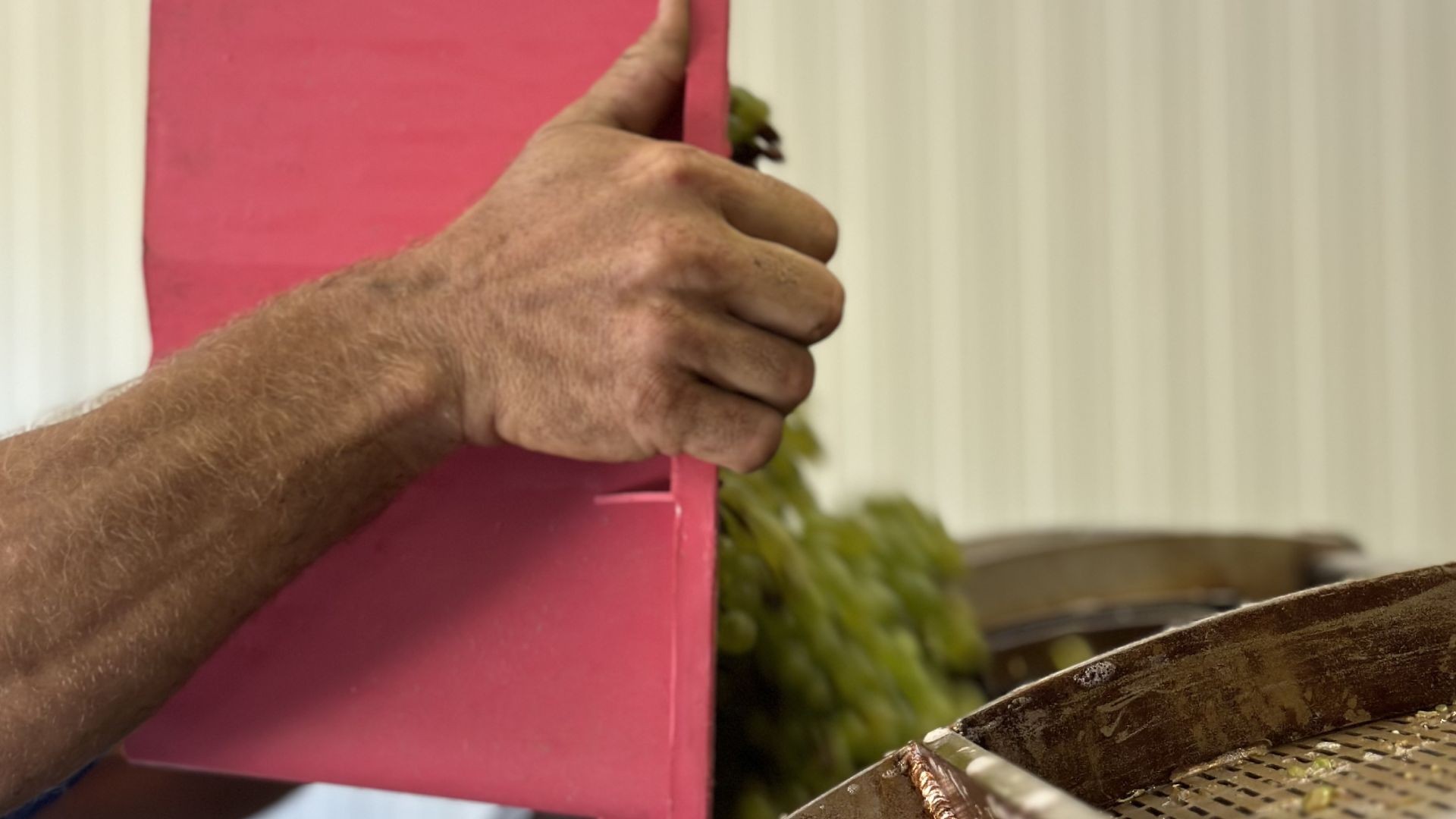 jagunic-proizvodnja-vina(2)